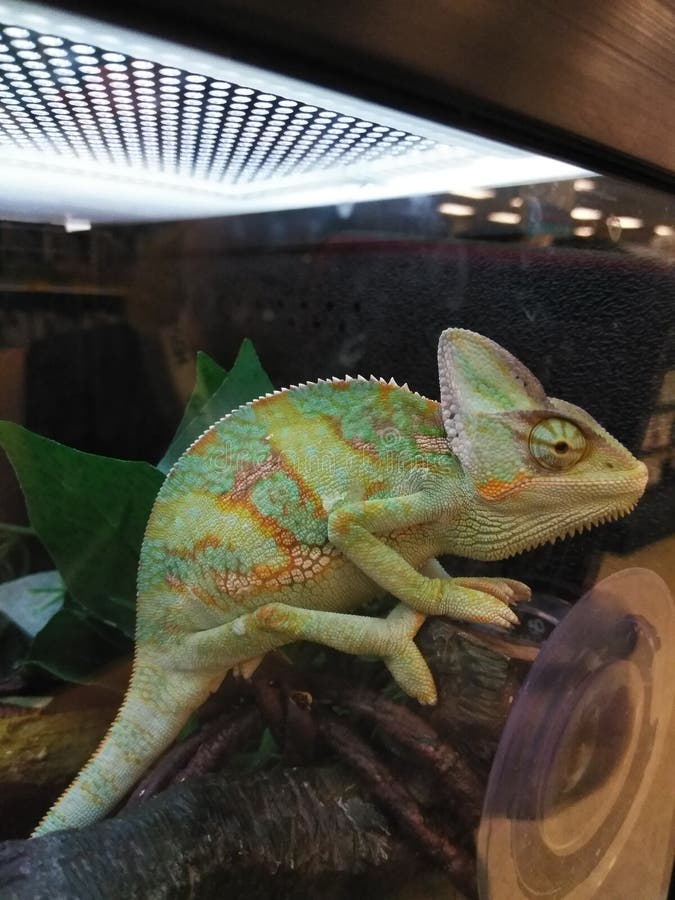 pet lizard store