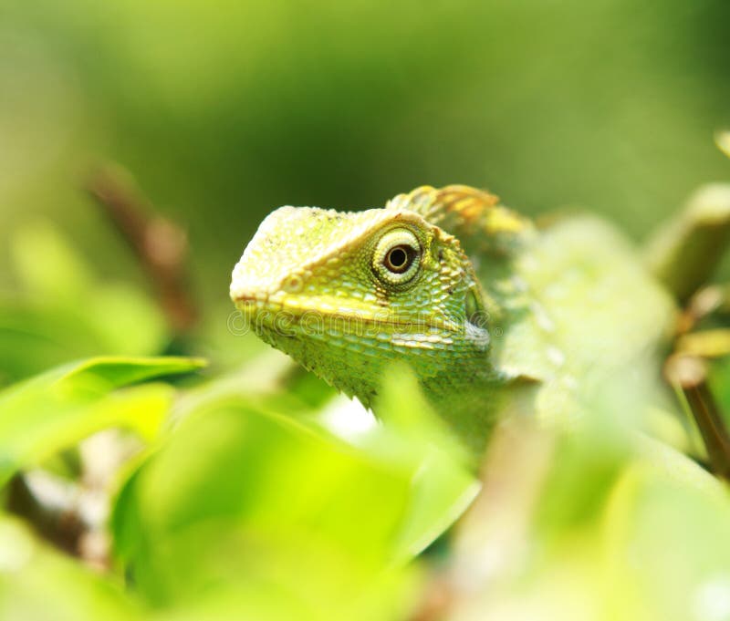 Silent Lizard Stock Photos - Free & Royalty-Free Stock Photos from  Dreamstime