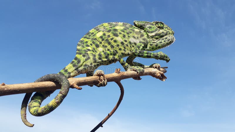 Photo of chameleon photo in India rural aria vilej gujrat. Photo of chameleon photo in India rural aria vilej gujrat