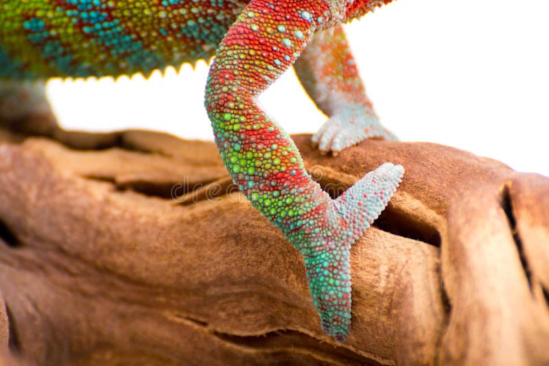 Chameleon stock photography