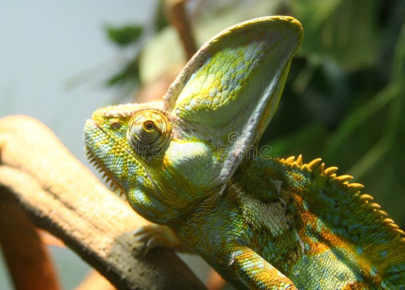 Chameleon side-view stock image. Image of color, lizard ...