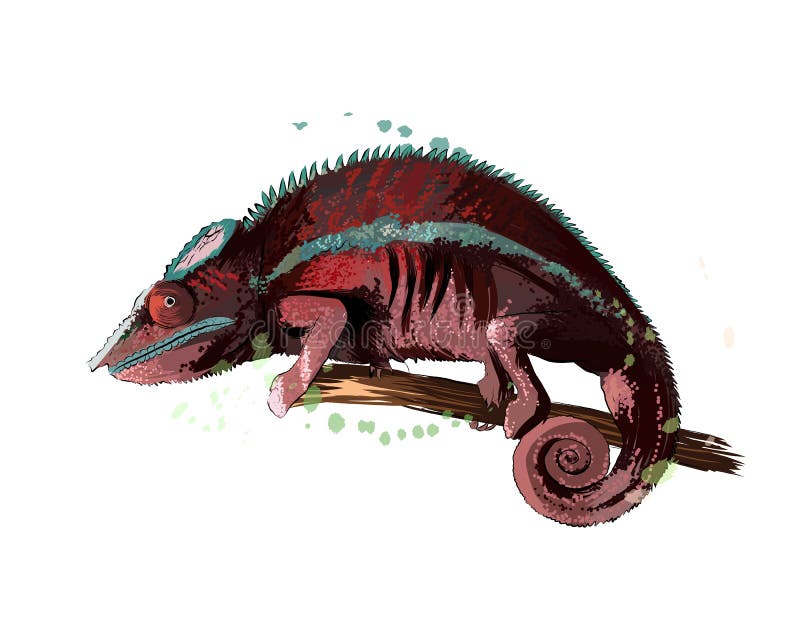 pic Rainbow Chameleon Easy Drawing For Kids With Colour dreamstime com