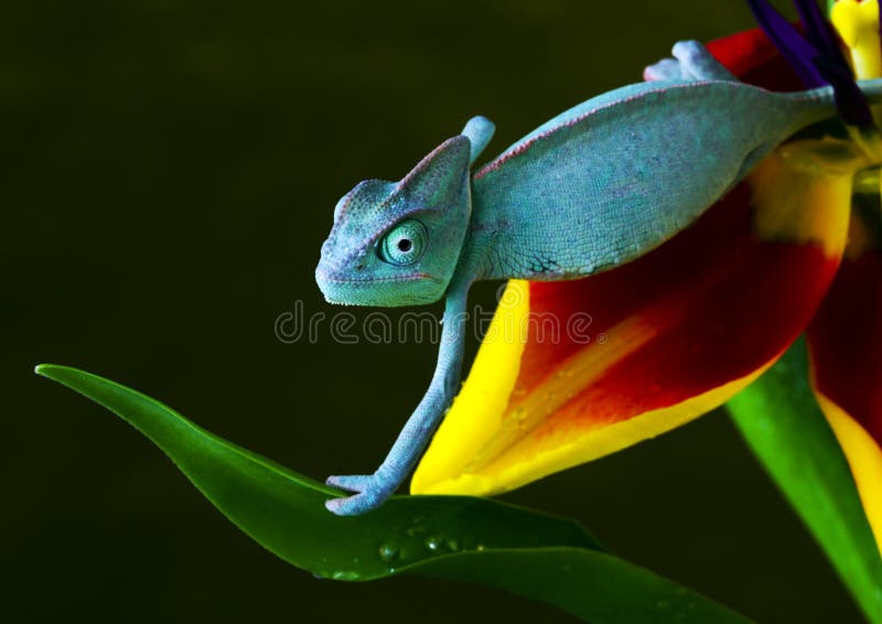 Chameleon on tulip