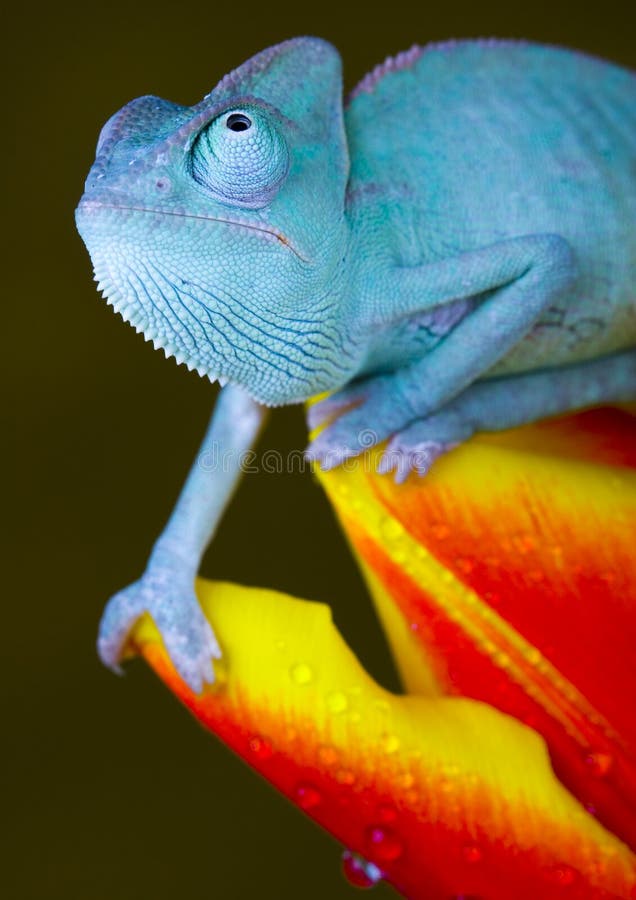 Chameleon on tulip stock image Chameleon on tulip stock image