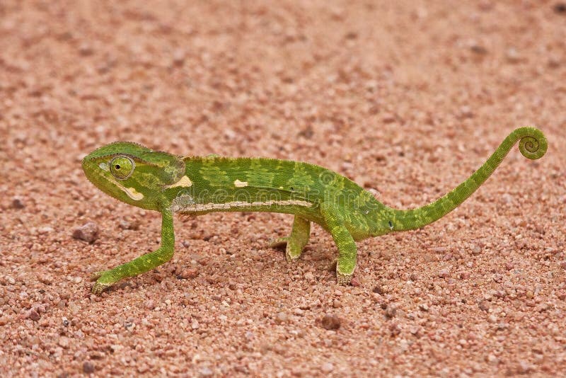 Chameleon walking on sand royalty free stock image