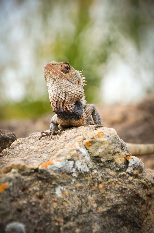 Agama stock image. Image of wild, animals, looking, asia - 39919975