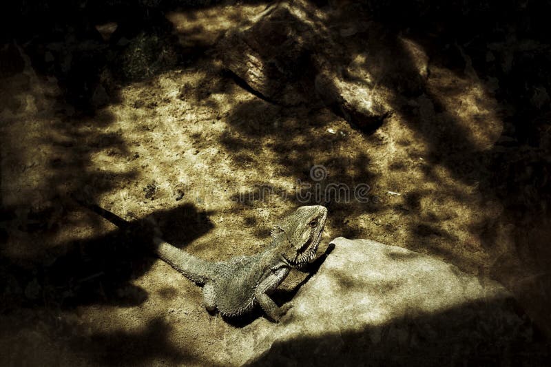 Chameleon yellow stock image. Image of looking, eyed 34560559