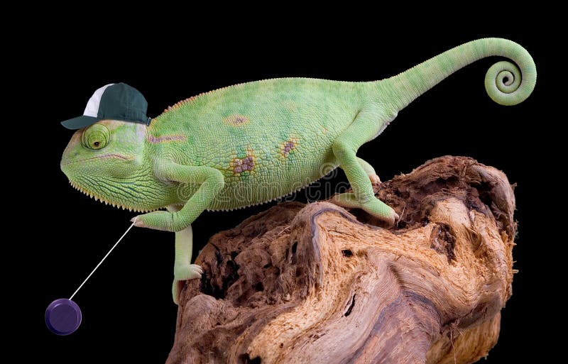A veiled chameleon is playing with his yo yo. A veiled chameleon is playing with his yo yo.