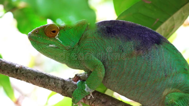 Chameleon священника- parsonii Calumma- будет очень медленно на ветку дерева, веерные свои глаза