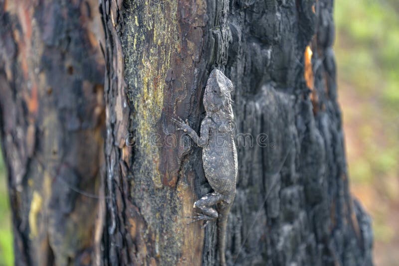 Chameleons change color on burnt tree trunk