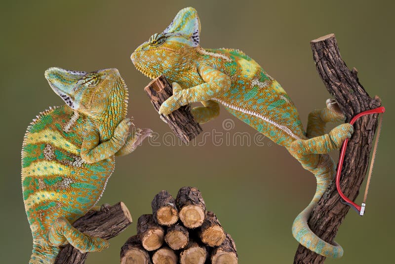 Chameleons Making Firewood