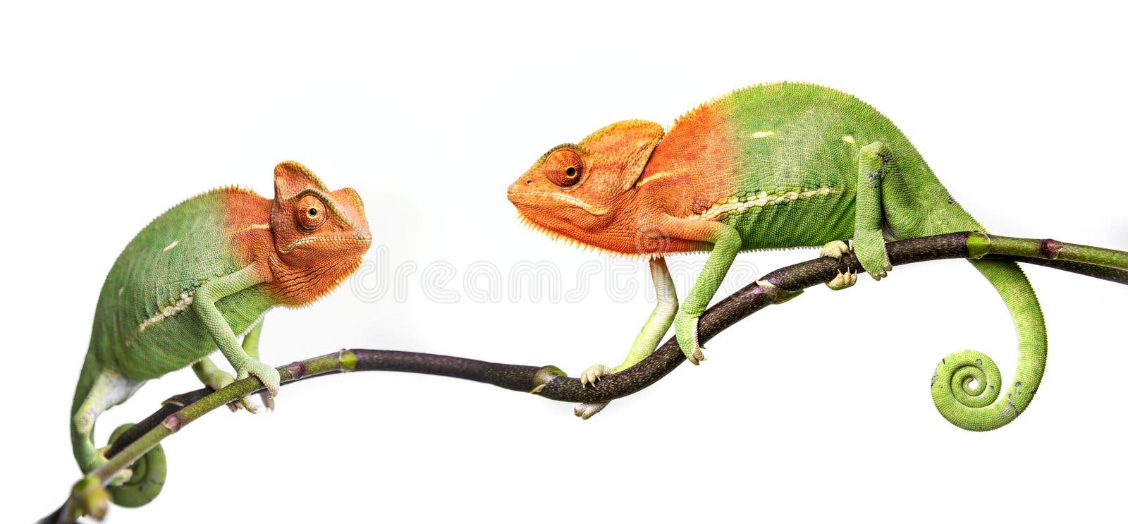 Chameleon Furcifer Pardalis Ambilobe (18 Months) Stock Image Image
