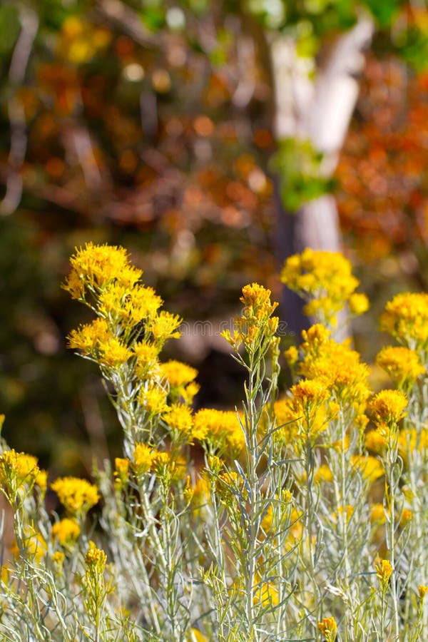 Chamisa Stock Photos Free & RoyaltyFree Stock Photos from Dreamstime