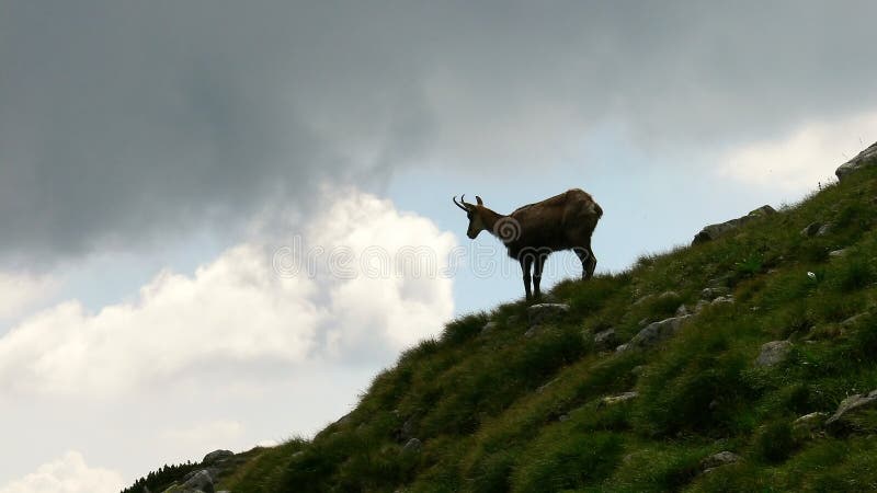 Chamois