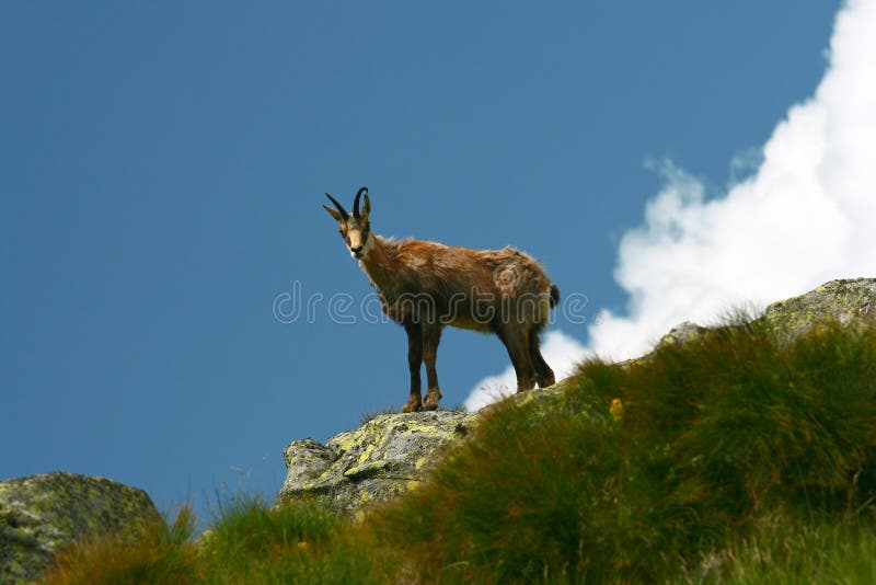 Chamois