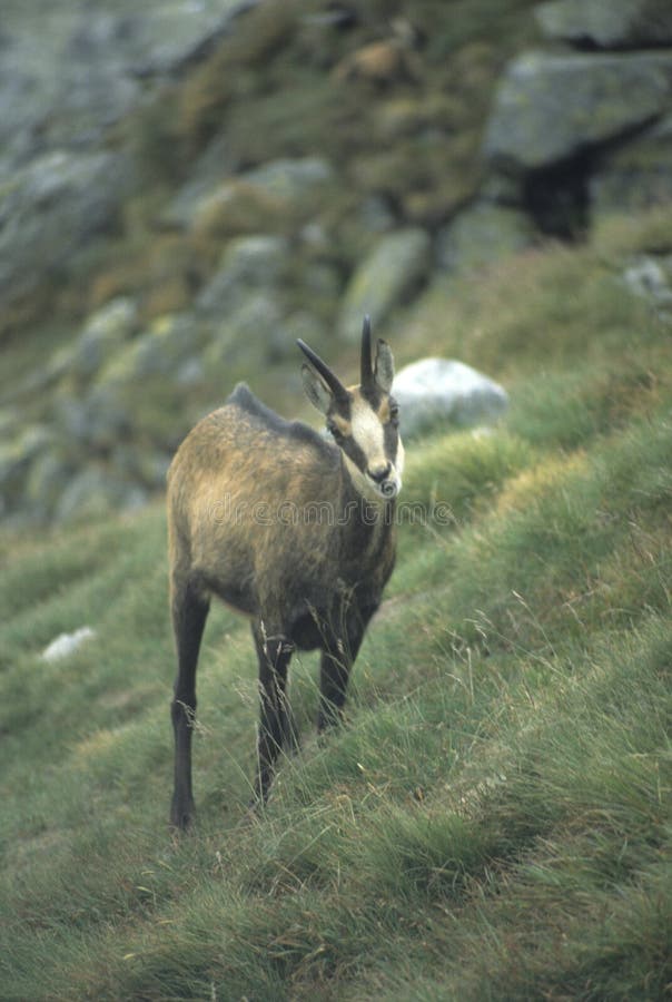 Chamois