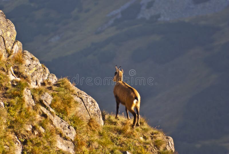 Chamois