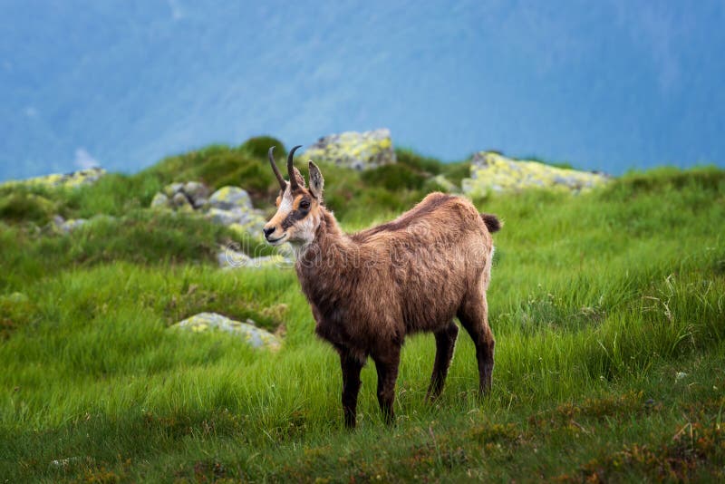 Chamois. Agile goat-antelope found in mountains of Europe.