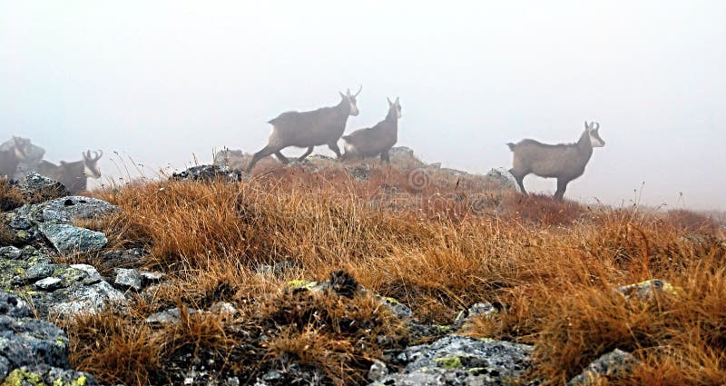 Kamzík na jeseň Západné Tatry