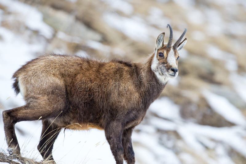 Chamois Deer in the Snow Background Stock Image - Image of slovakia ...