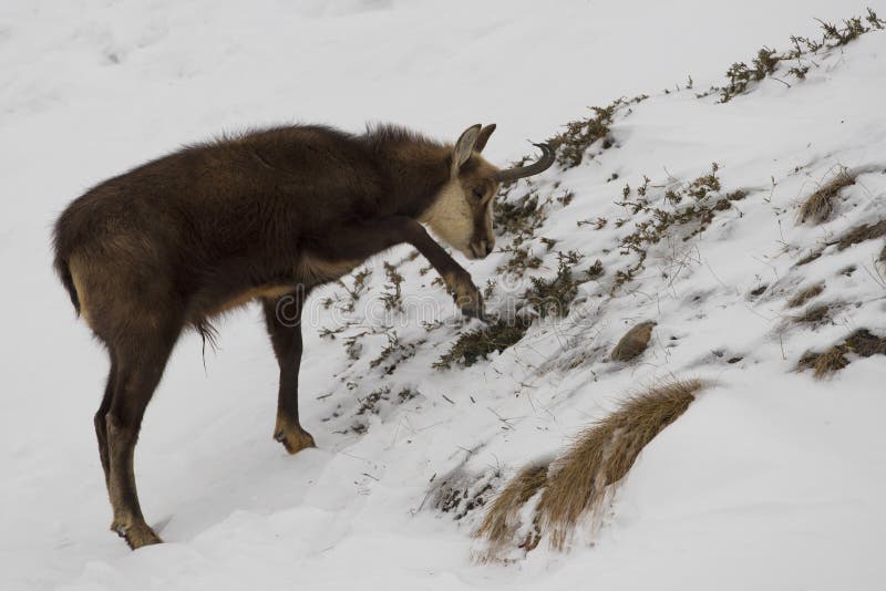 Chamois Deer on Snow Portrait Stock Image - Image of wildlife, hunt ...