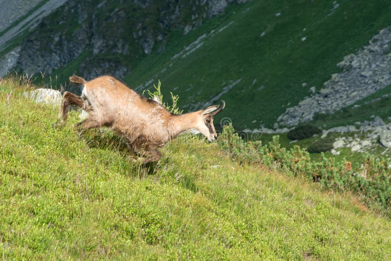 Kamzík na horskej lúke, Vysoké Tatry