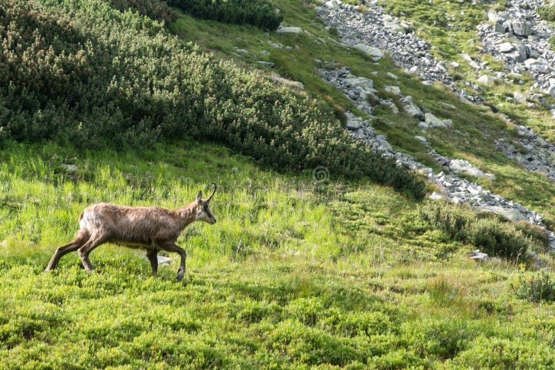 Chamois on a mountain meadow, High Tatras