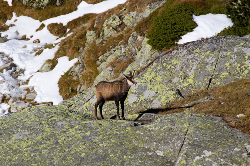 Chamois in the mountains, High Tatras in Slovakia