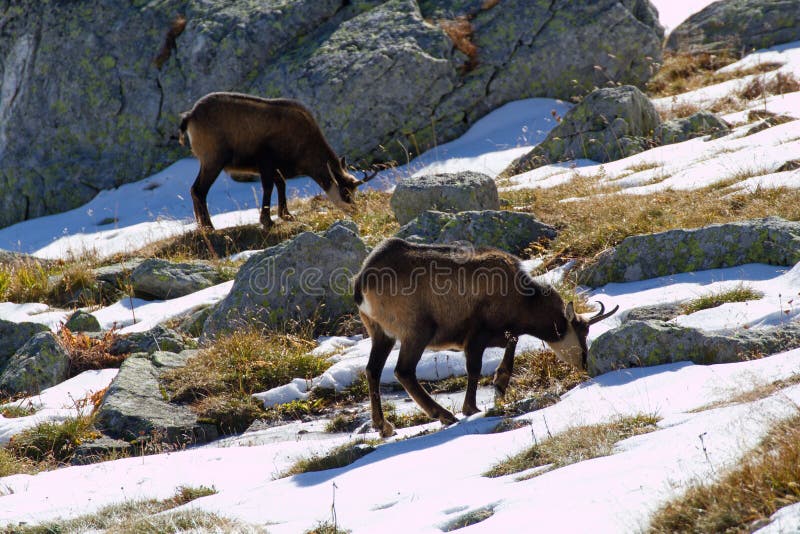 Chamois in the mountains, High Tatras in Slovakia