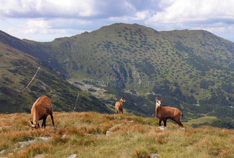 Chamois in nature - Rupicapra, Tatras, Slovakia