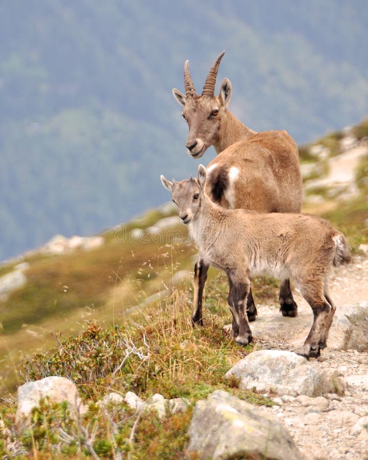 Chamois near Chamonix