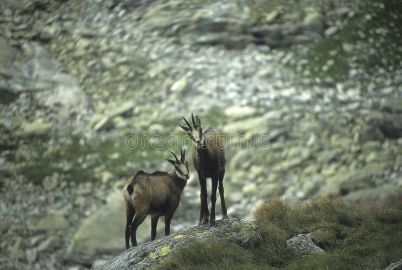 Chamois pair