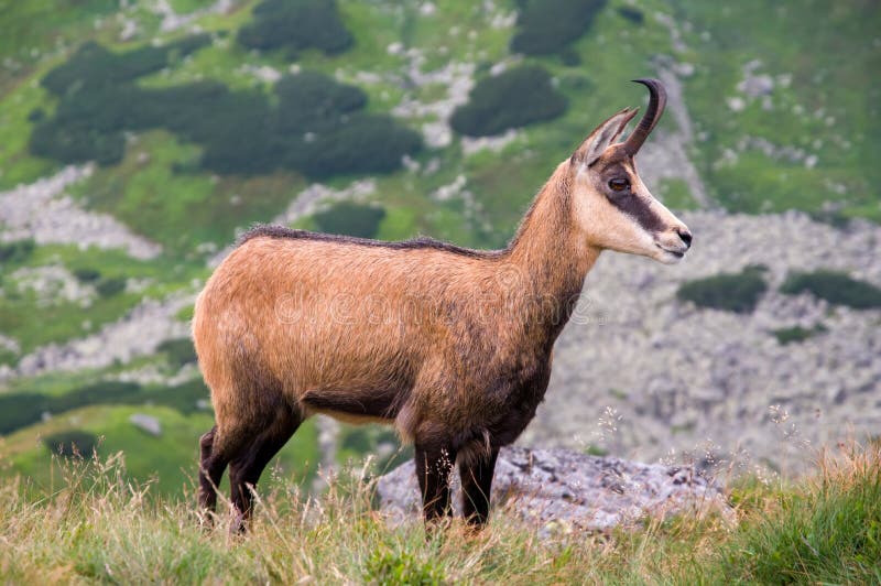 Chamois at the ridge of the mountain. Rupicabra in the morning light.