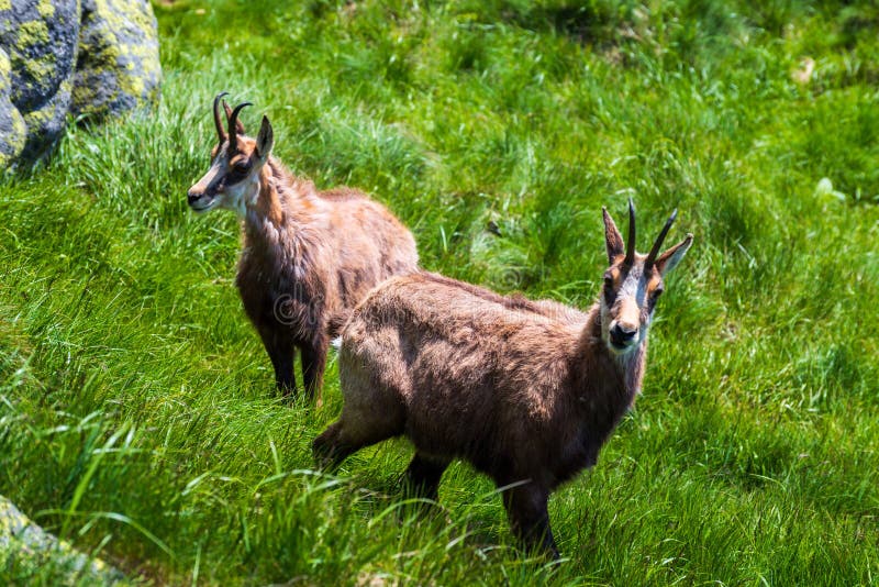 Chamois. Agile goat-antelope found in mountains of Europe.