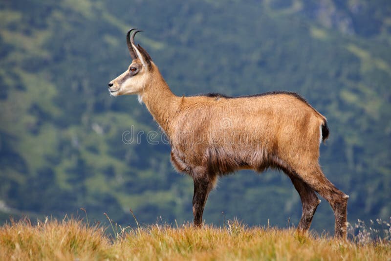 Chamois - rupicapra de Rupicapra sur le pré de montagne images stock Chamois - rupicapra de Rupicapra sur le pré de montagne images stock