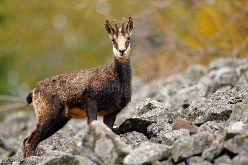 Chamois, Rupicapra rupicapra, in the green grass, grey rock in background, Gran Paradiso, Italy. Animal in the Alp. Wildlife scene royalty free stock image