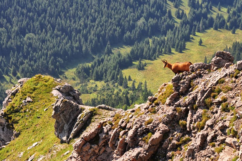 Kamzík ve slovenských horách Vysoké Tatry