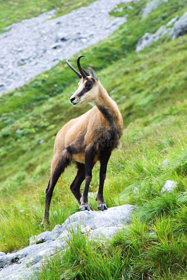 Chamois