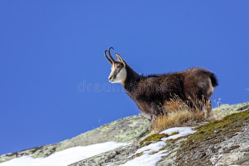 Chamois (Rupicapra rupicapra) in the Alps