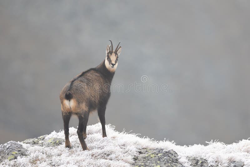 What is a chamois?  Candid Animal Cam 