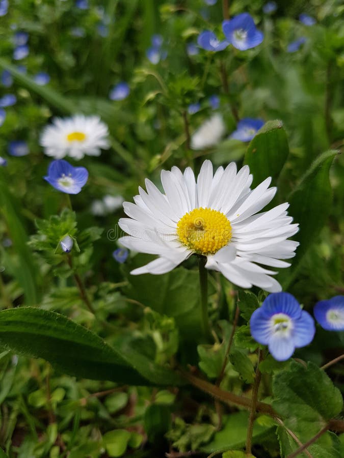  Chamomile obrazy stock