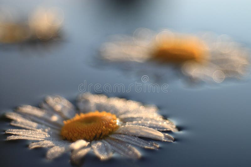 Chamomile background in calm water