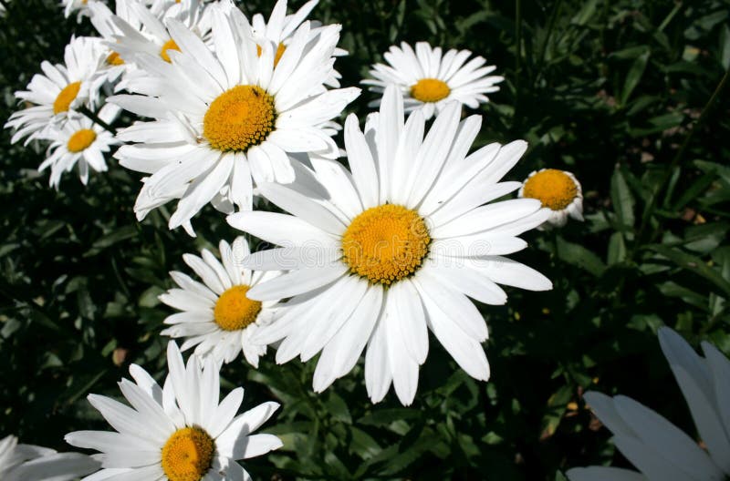 Chamomile in the garden stock photo. Image of elements - 121101750