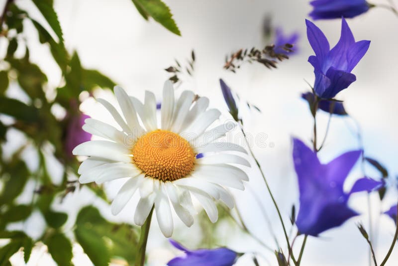 Chamomile, Bluebells and Forget-me-nots.Bouquet in a Glass Jar on a ...