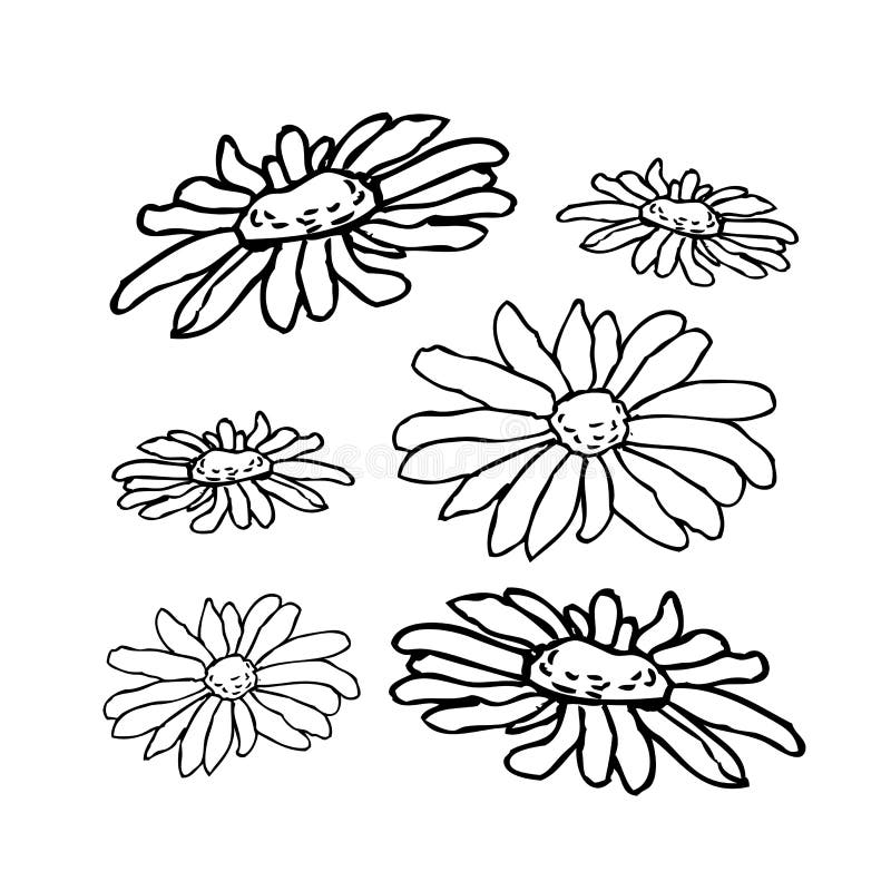 Chamomile, camomile flower floral hand drawn engraving vector illustration.