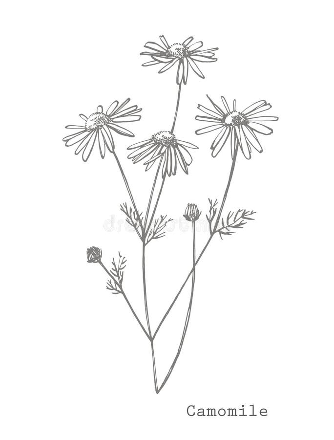 Chamomile. Collection Of Hand Drawn Flowers And Plants. Botany. Set ...