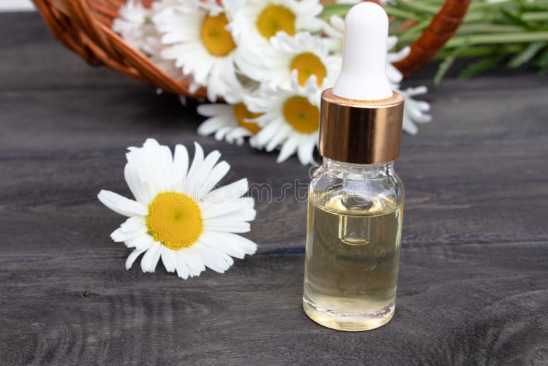 Chamomile essential oil in a glass bottle stands on wooden boards near the basket with chamomile flowers royalty free stock images Chamomile essential oil in a glass bottle stands on wooden boards near the basket with chamomile flowers royalty free stock images