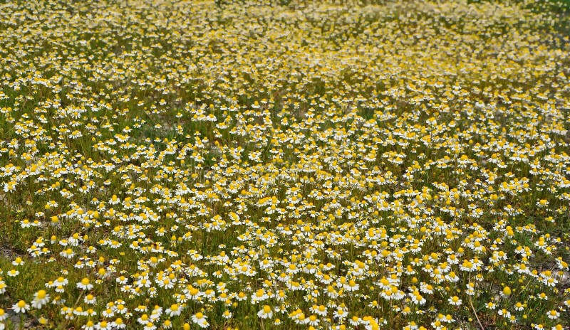 Wild gold chamomile field stock image. Image of field - 14191493