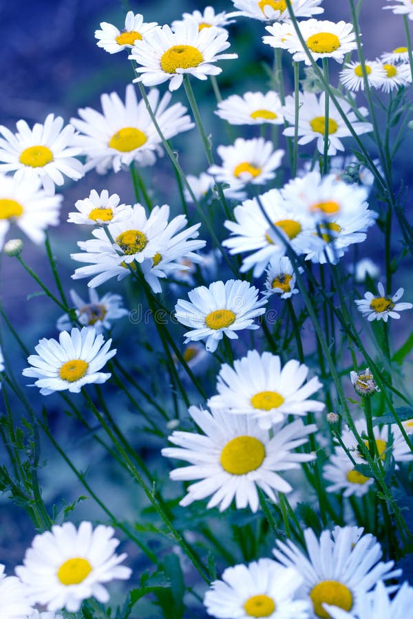 Chamomile field flowers border. Beautiful nature scene with blooming medical chamomilles royalty free stock photo Chamomile field flowers border. Beautiful nature scene with blooming medical chamomilles royalty free stock photo