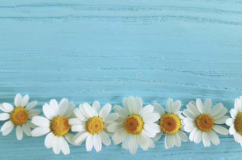 Chamomile flower on a blue background